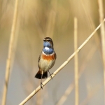 Vogels Vogels