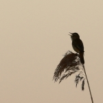 Vogels Vogels