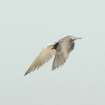 Vogels Vogels