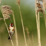 Vogels Vogels