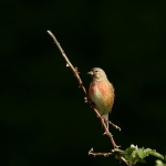 Vogels Vogels