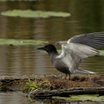 Vogels Vogels