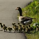 Natuur Natuur