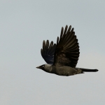Vogels Vogels