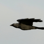 Vogels Vogels