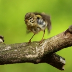 Vogels Vogels