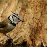 Vogels Vogels