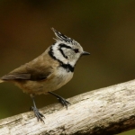 Vogels Vogels
