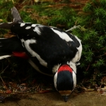 Vogels Vogels