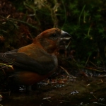 Vogels Vogels