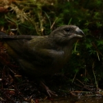 Vogels Vogels