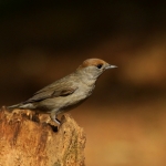 Vogels Vogels