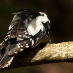Vogels Vogels