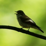 Vogels Vogels