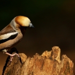 Vogels Vogels