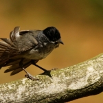 Vogels Vogels