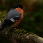Vogels Vogels