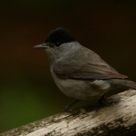 Vogels Vogels