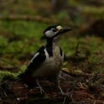 Vogels Vogels