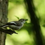 Vogels Vogels