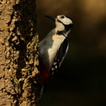 Vogels Vogels