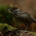 Vogels Vogels