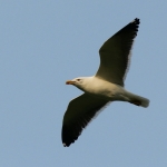 Vogels Vogels