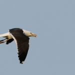 Vogels Vogels