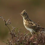 Vogels Vogels