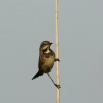Vogels Vogels