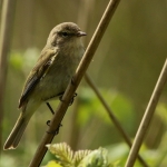Vogels Vogels