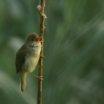 Vogels Vogels