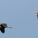 Reigers Reigers
