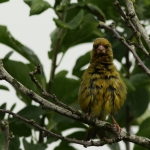 Vogels Vogels