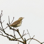 Vogels Vogels