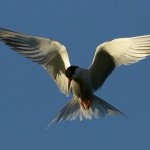 Vogels Vogels