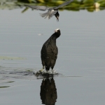 Vogels Vogels