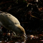 Vogels Vogels