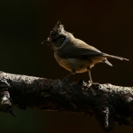 Vogels Vogels