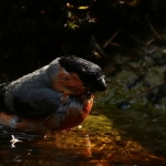 Vogels Vogels