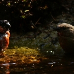 Vogels Vogels