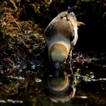 Vogels Vogels