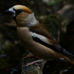 Vogels Vogels