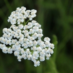 Natuur Natuur