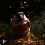 Vogels Vogels