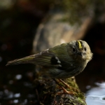 Vogels Vogels