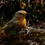 Vogels Vogels