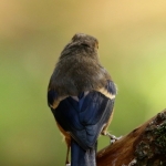 Vogels Vogels