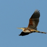 Reigers Reigers