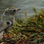 Vogels Vogels